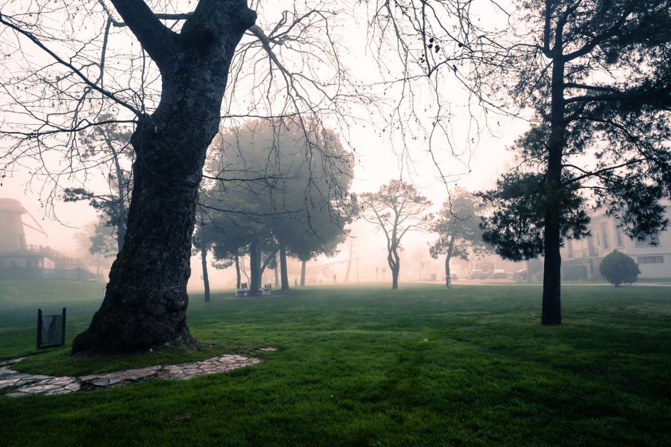 A serene park scene with fog settling among the trees, creating a tranquil atmosphere.