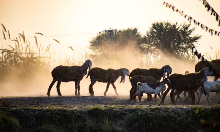 Rooted in Serenity: Embracing the Rural Lifestyle