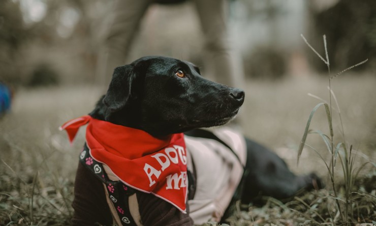 Finding Forever Homes: A Comprehensive Guide to Pet Adoption