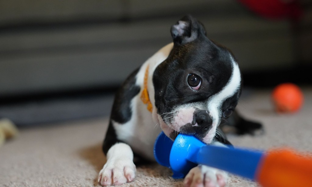 The Kong Wubba Toy
