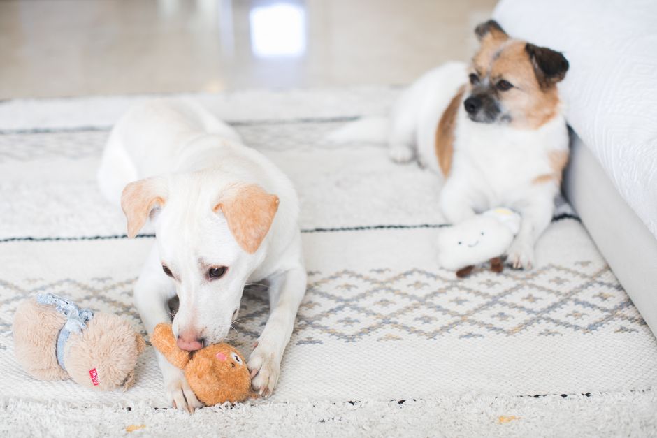 Two dogs enjoy playtime indoors on a patterned rug, each with a plush toy.