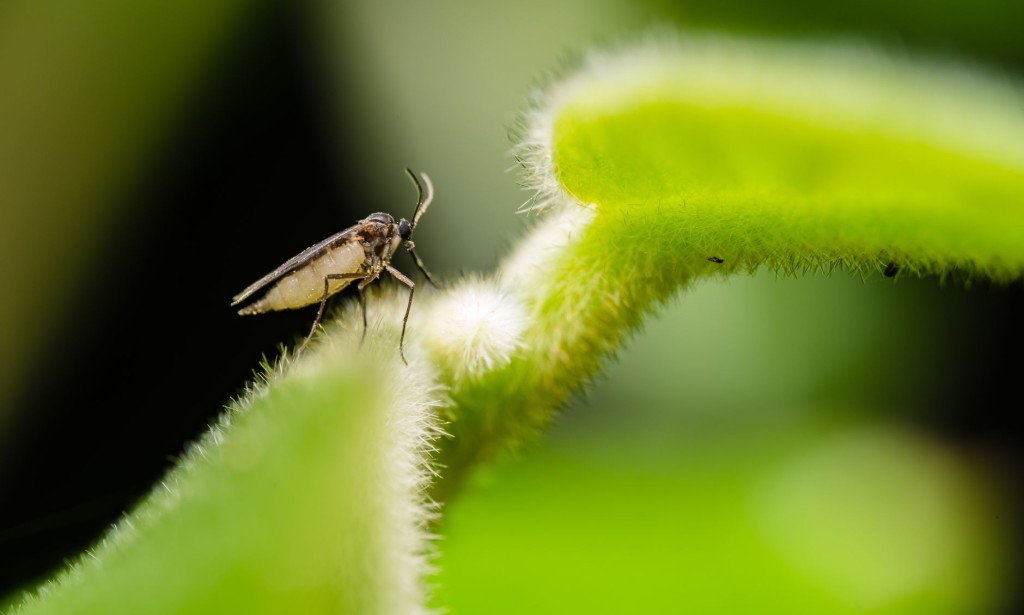 US (GA): CAES researchers secure $4 million to tackle silverleaf whitefly problem