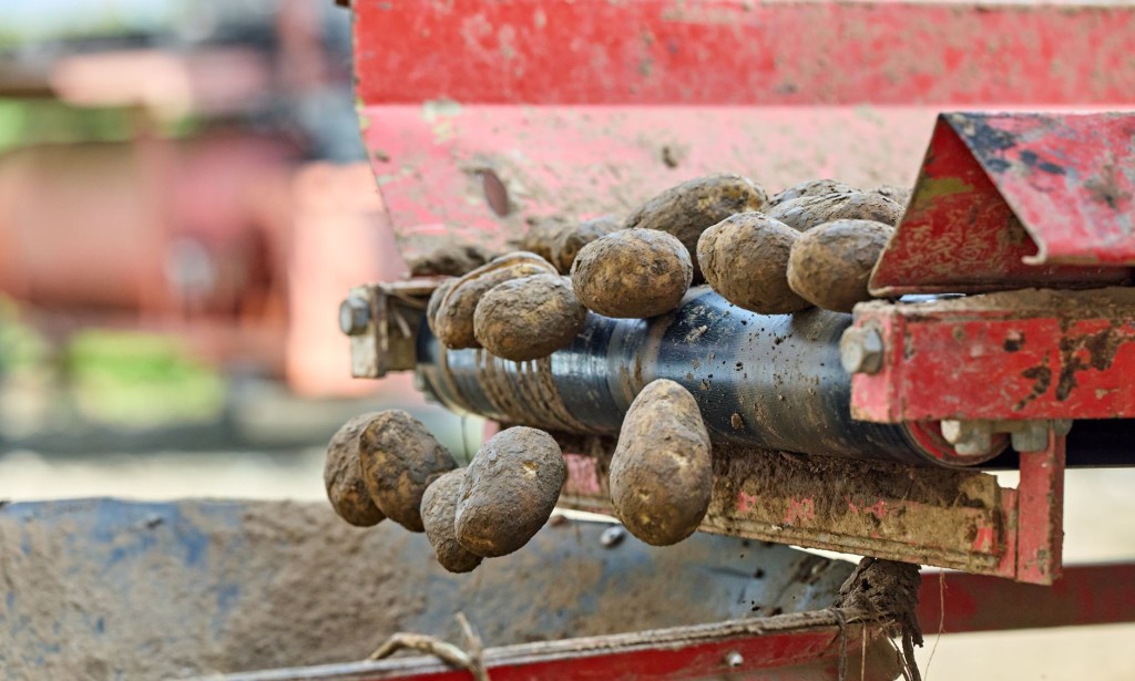 USDA scientists work to ensure nutritious and high-quality potatoes are available all year round