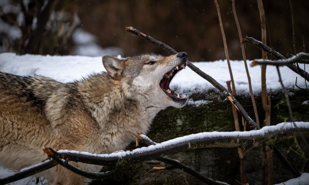 A wolf does not compromise its freedom. Interesting information about the wolf