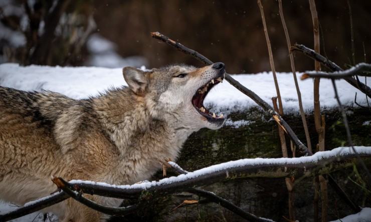 A wolf does not compromise its freedom. Interesting information about the wolf