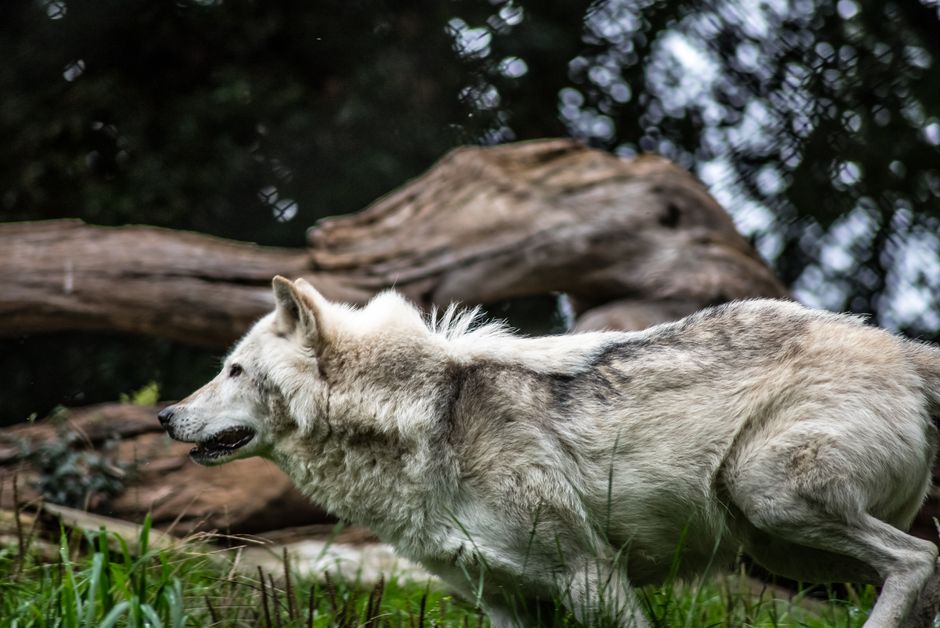 Dynamic shot of a gray wolf running through the wilderness showcasing its natural beauty.