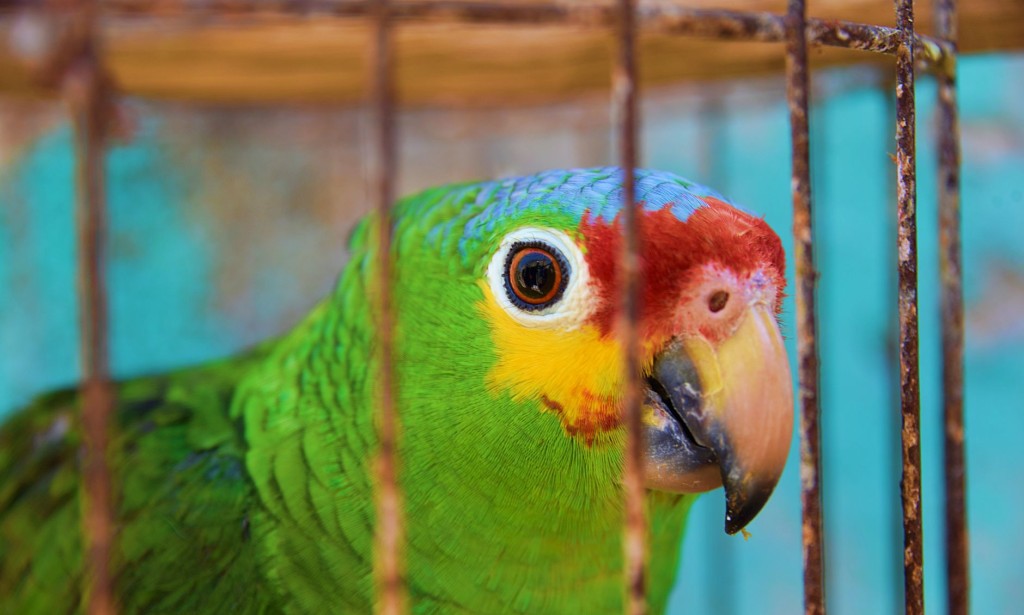 Flight to Freedom: Understanding Bird Cages for Avian Companions