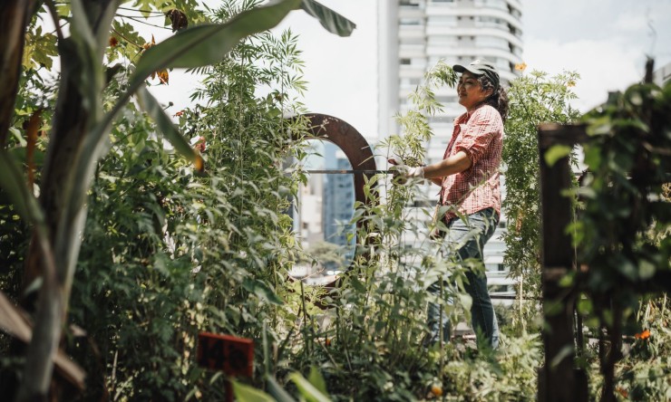 A New Idea for Pakistani People: Community-Based Urban Farming One innovative idea that could greatly benefit the people of Pakistan is the promotion of community-based urban farming.