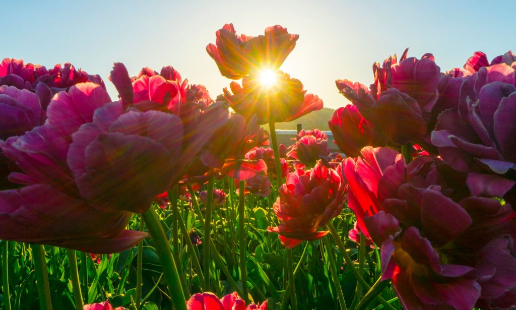 Easter: A Joyful Celebration of Hope and New Beginnings