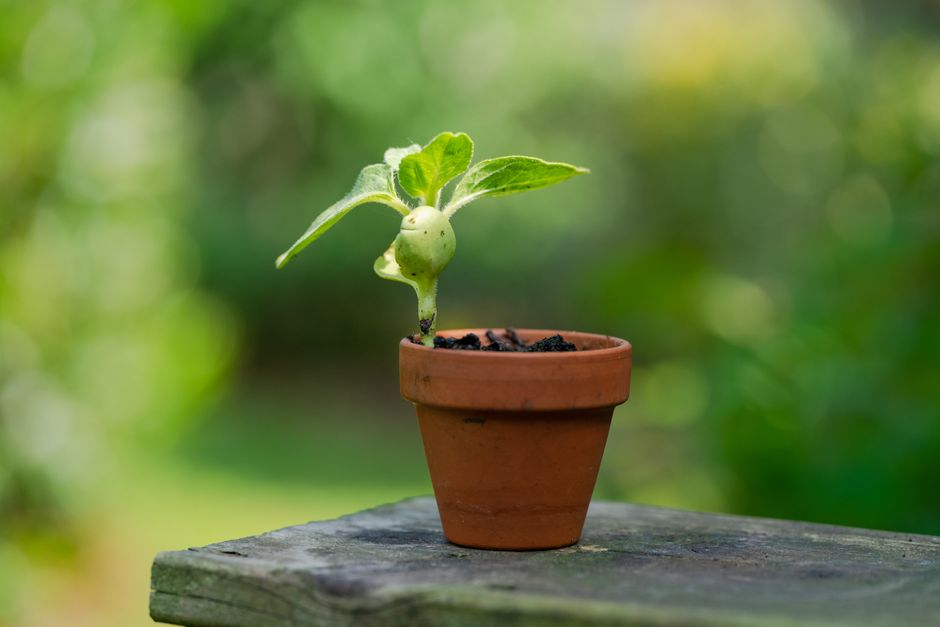 13. Adopt a Growth Mindset