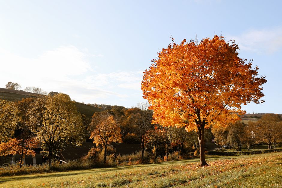 Captivating autumn scene with a vibrant tree in a picturesque landscape.