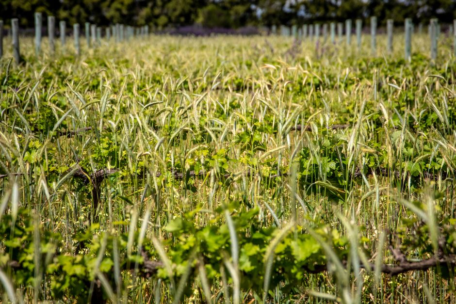 Vibrant vineyard showing lush green growth and trellis, captured in bright daylight.