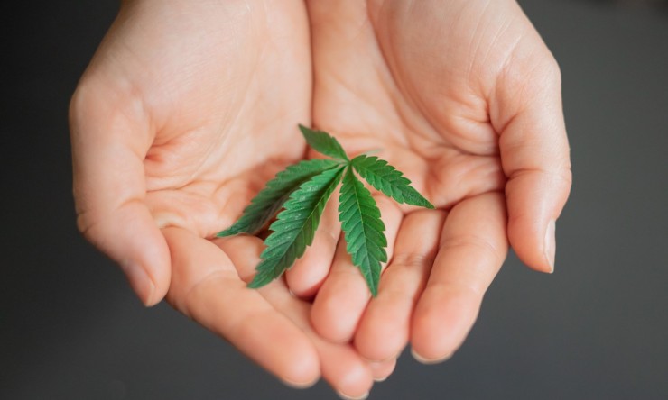 what is weed? Side effects of weed and pot on body