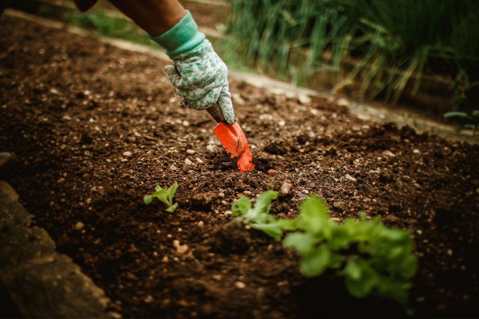 The top 14 vegetables to grow in august Pakistan 2023