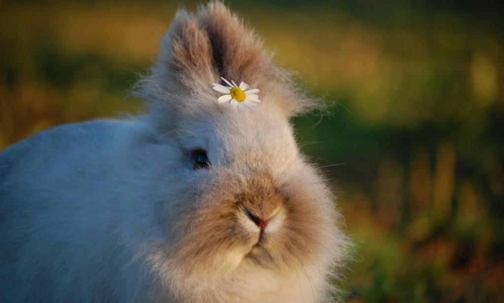 Exploring the Fascinating World of Rabbits: Beyond Fluffy Tails and Burrows
