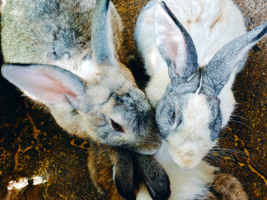 A charming photo of three rabbits resting together, showcasing their soft fur and gentle nature.