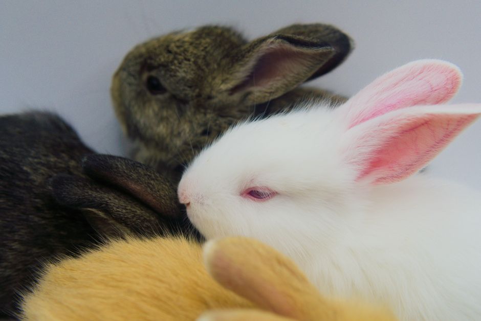 Close-up of multiple cuddling rabbits with different fur colors, captured in a studio setting on a white background.