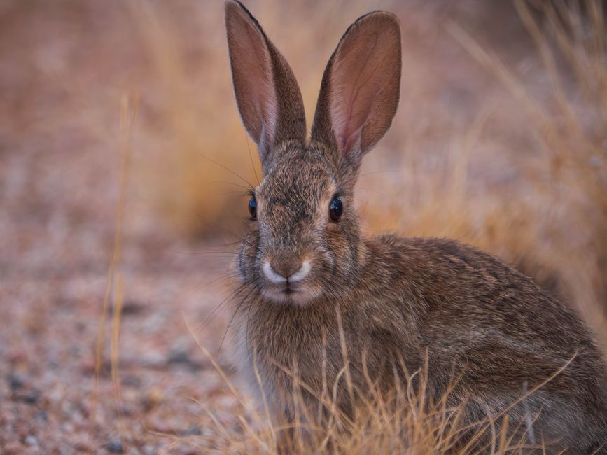 Detailed photo of a rabbit in the wild among grass, showcasing wildlife beauty.