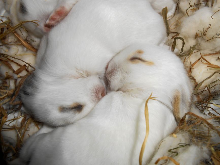 Two fluffy newborn bunnies sleeping peacefully in a cozy nest of straw and fur.