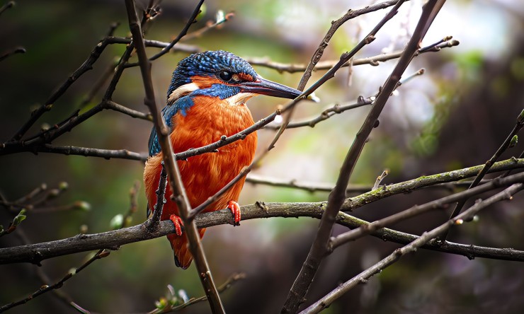 Why we need birds as a vital part of life?
