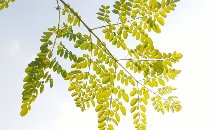 The Science Behind Moringa: Why It’s Called the ‘Drumstick Tree of Life
