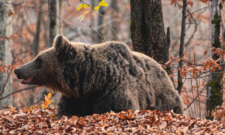 A smoking bear who became the hero of World War 2!!