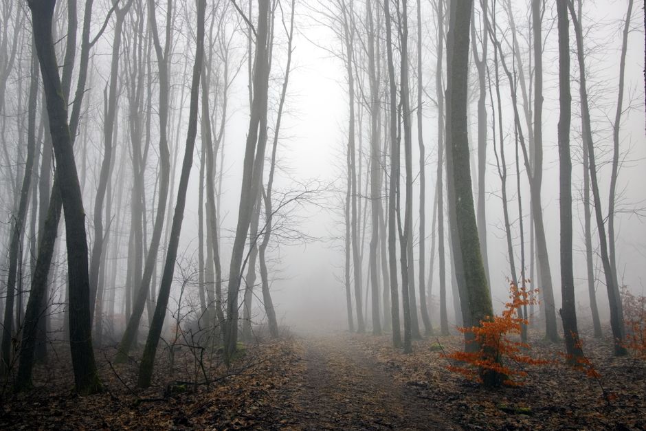 Enchanting misty forest in autumn with fog enveloping bare trees, creating a mysterious atmosphere.