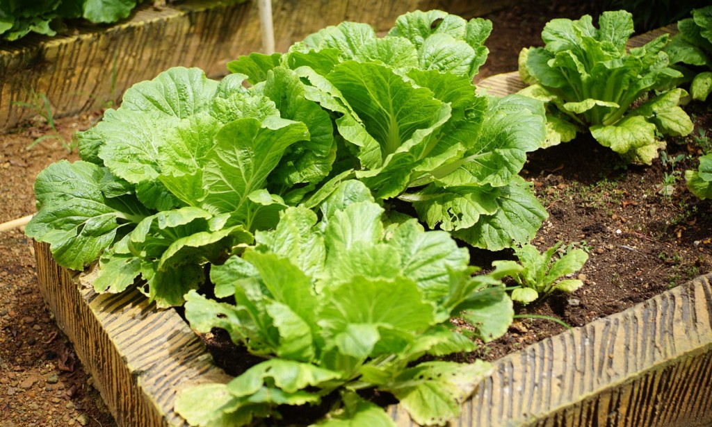 How to Start Vegetable Gardening at Home