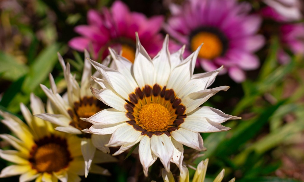Flowers/Flowers are one of nature's most beautiful creations, captivating us with their colors, shapes, and fragrances.