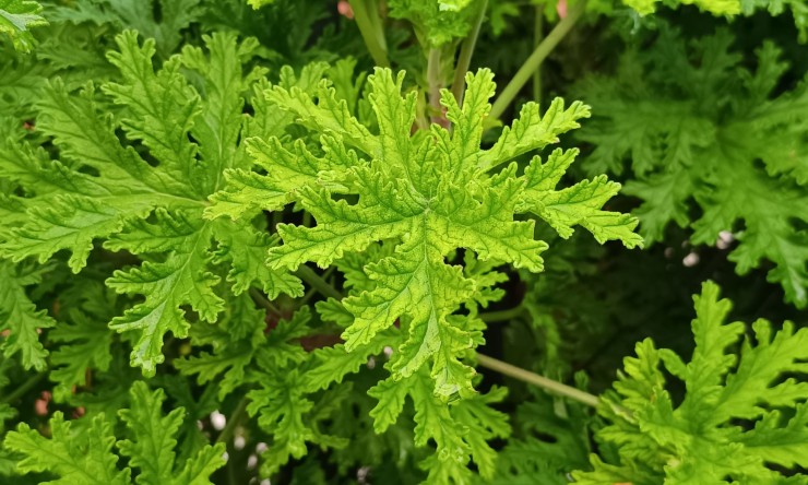 Natural ways to repel mosquitoes