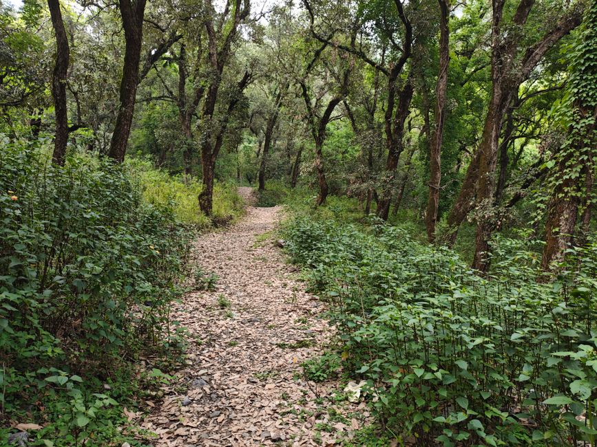 A tranquil forest path surrounded by dense greenery, ideal for nature walks and relaxation.