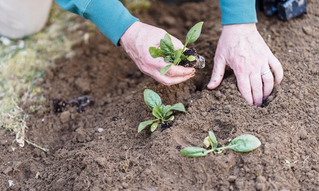 Cultivating Tranquility: The Art and Science of Gardening,hobby of gardening