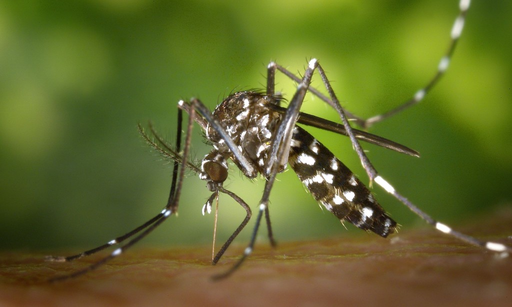 Dengue raised in Pakistan 2022; Cause, Prevention and Home remedies