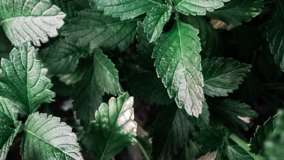 Vibrant green leaves close-up showcasing natural textures and patterns.