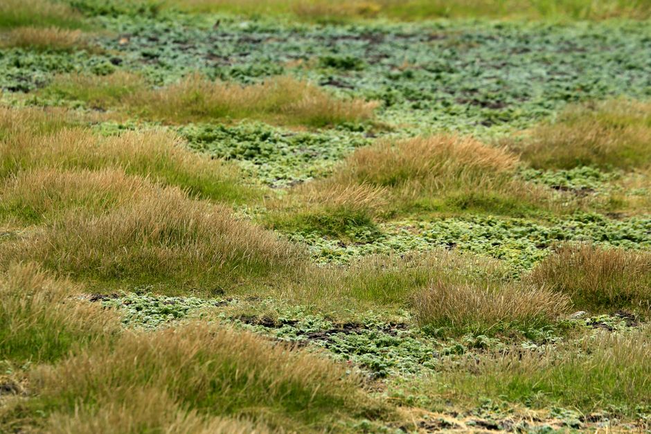A vibrant grassland scene with lush green grass interspersed with dry patches, capturing nature's diversity.