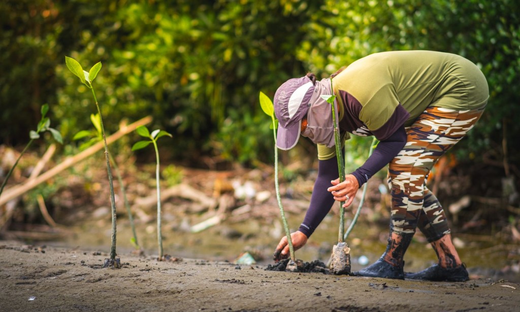 Why Trees plantation is important