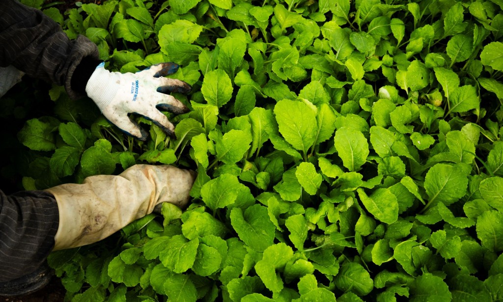 The Art of Gardening and Landscaping: How to Create a Tranquil Outdoor Oasis