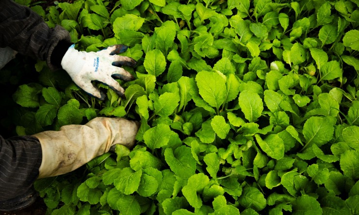 The Art of Gardening and Landscaping: How to Create a Tranquil Outdoor Oasis