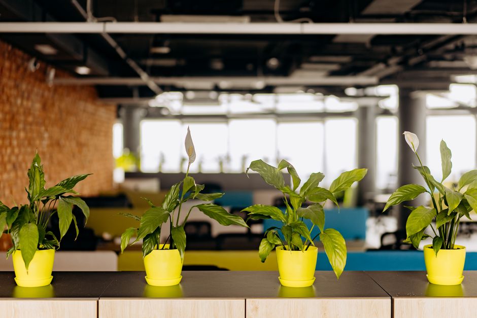 Bright office plants creating a serene workspace atmosphere.