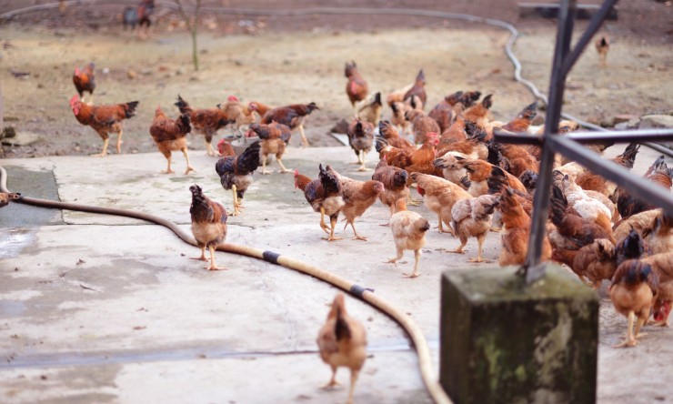 Country Laughs: Hilarious Jokes That Embrace Country Living:
