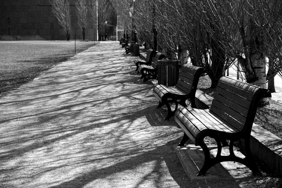 A peaceful walkway lined with empty benches and bare trees, casting intricate shadows.