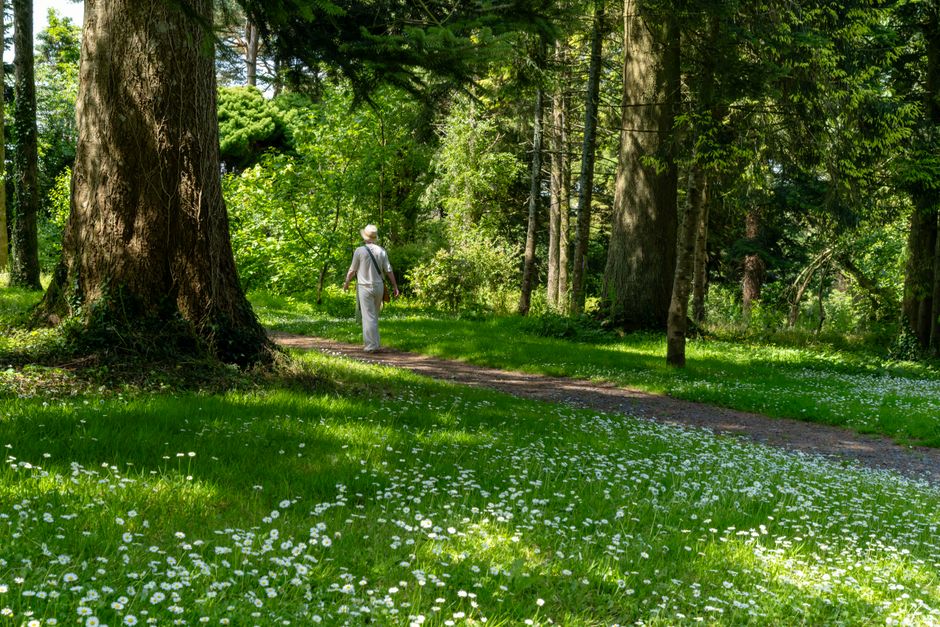 A solitary walk through a lush green forest pathway during summer, surrounded by nature's beauty.