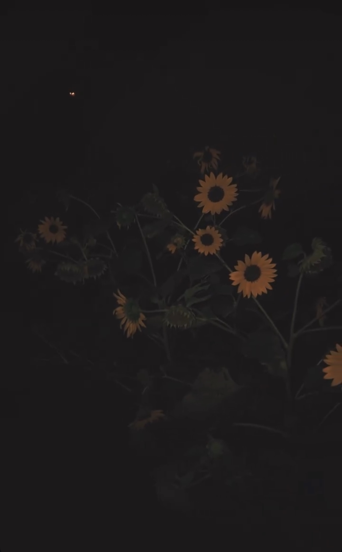 Most beautiful flowers often bloom alone.