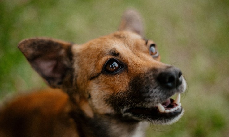 Canine Care Compendium: Nurturing Your Furry Companion's Well-being