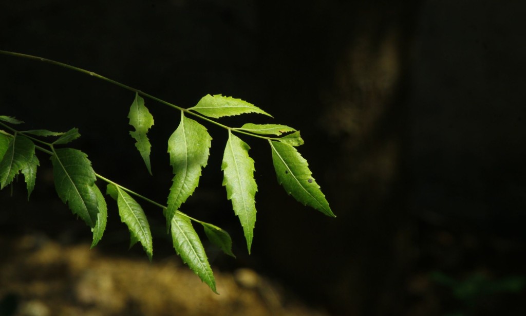 Bosom Disease Utilizing Neem: A Characteristic Methodology Forestalling
