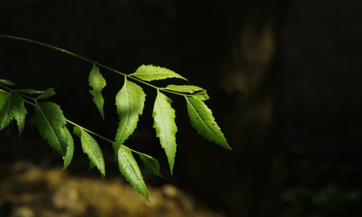 Bosom Disease Utilizing Neem: A Characteristic Methodology Forestalling